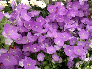 Campanula pers. 'Resholt Variety' P9 - afbeelding 3