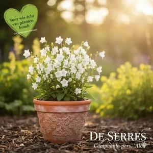 Campanula persicifolia 'Alba' P10.5