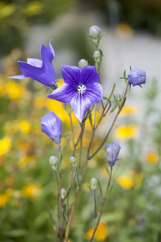 persicifolia - afbeelding 8