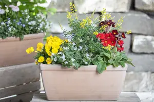 persicifolia - afbeelding 7