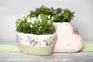 Campanula port.  'Zenn White' P9 - afbeelding 2