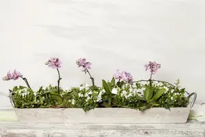 Campanula portenschlagiana ( muralis) C2 - afbeelding 1