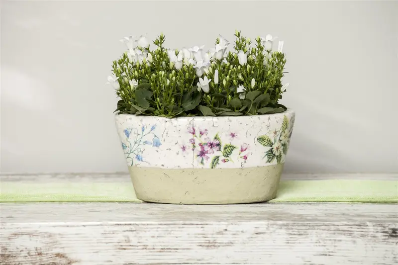 Campanula portenschlagiana ( muralis) C2 - afbeelding 3