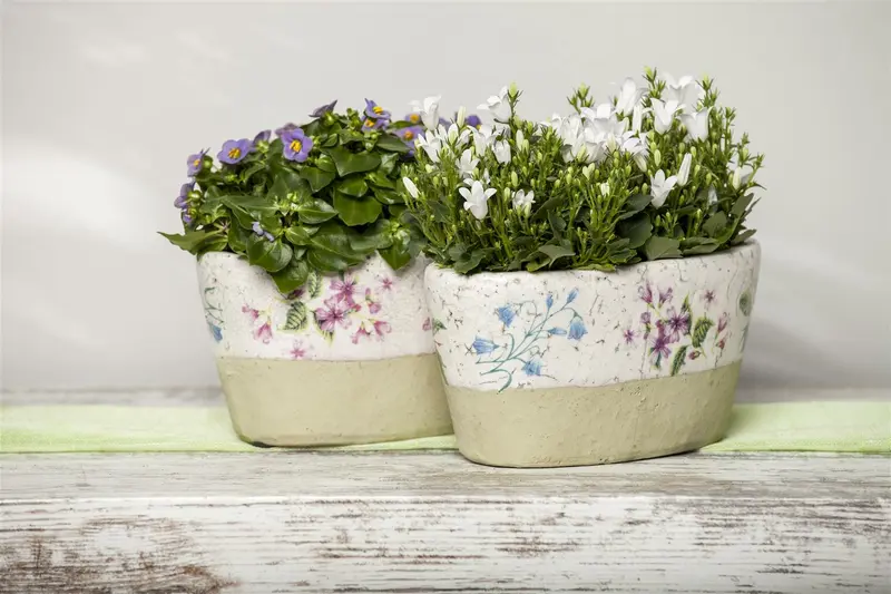 Campanula portenschlagiana ( muralis) C2 - afbeelding 4