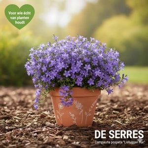 Campanula poscharskyana 'Lisduggan Variety' P9