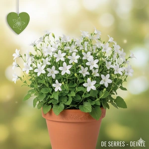 Campanula poscharskyana 'Silberregen' P9