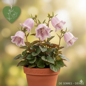 Campanula punctata 'Rubriflora' P9