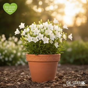 Campanula pyramidalis 'Alba' P9