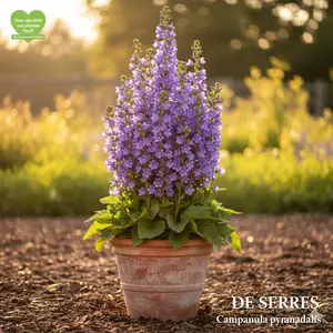 Campanula pyramidalis P9