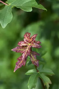 acer campestre 6/ 8 - afbeelding 5
