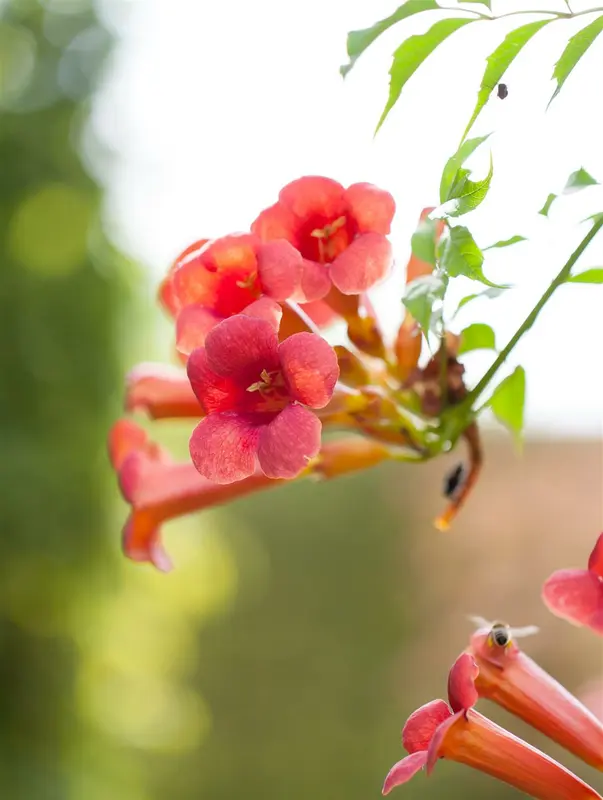 campsis radicans (50- 60cm) - afbeelding 5