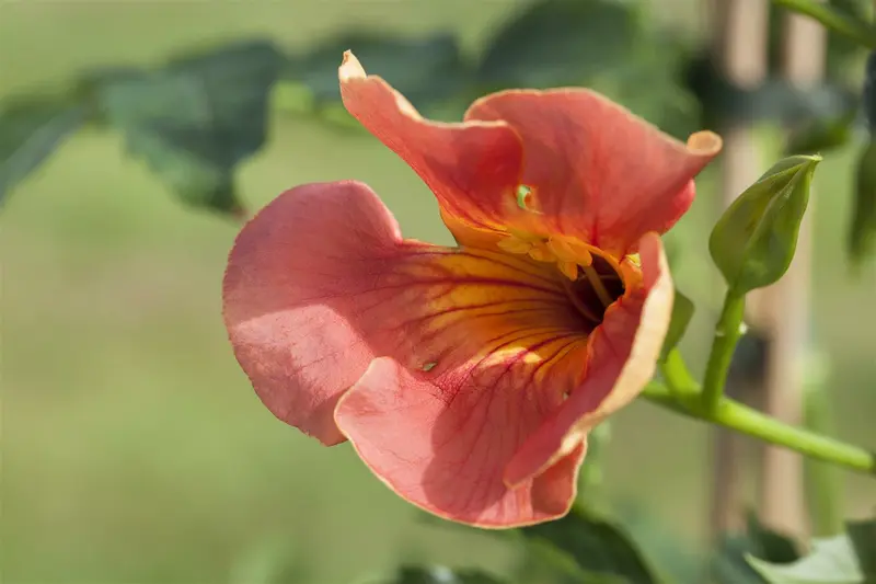 campsis radicans (50- 60cm) - afbeelding 1