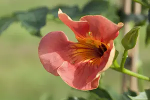 campsis radicans (50- 60cm) - afbeelding 5