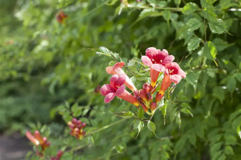 campsis radicans (50- 60cm) - afbeelding 2