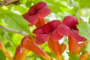 campsis radicans (50- 60cm) - afbeelding 3
