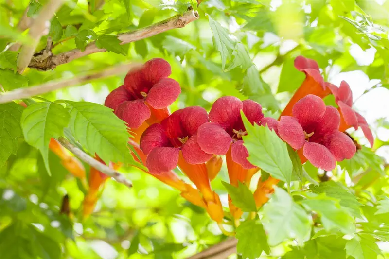 campsis radicans (50- 60cm) - afbeelding 4