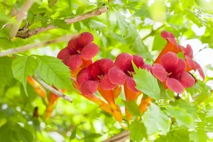 campsis radicans (50- 60cm) - afbeelding 4