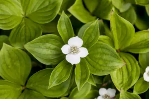cornus canadensis P9 - afbeelding 5