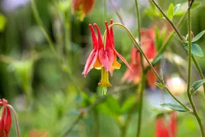 Aquilegia canadensis P9