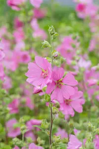lavatera hybr. 'candy floss' P9 - afbeelding 2