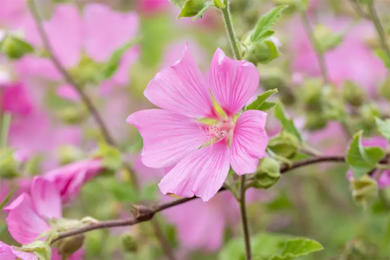 lavatera hybr. 'candy floss' P9 - afbeelding 2