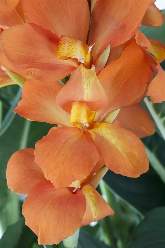 Canna 'Pink Futurity' BLOEMBOL *1 - afbeelding 1