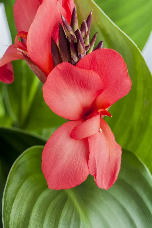 Canna 'Pink Futurity' BLOEMBOL *1 - afbeelding 2
