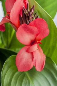 Canna 'Pink Futurity' BLOEMBOL *1 - afbeelding 2