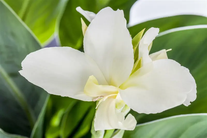 Canna 'Pink Futurity' BLOEMBOL *1 - afbeelding 3