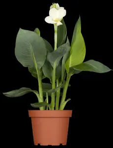 Canna - afbeelding 5
