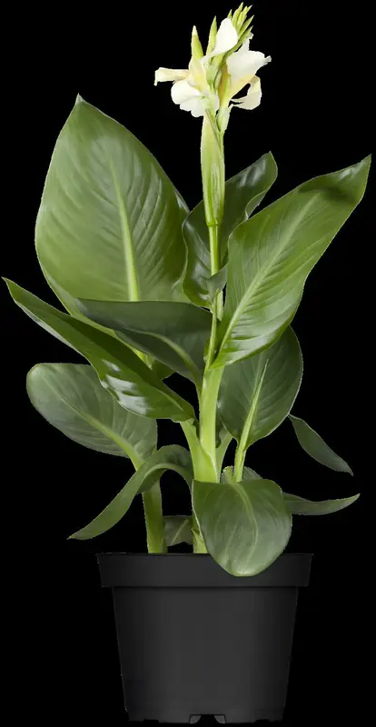 Canna - afbeelding 3