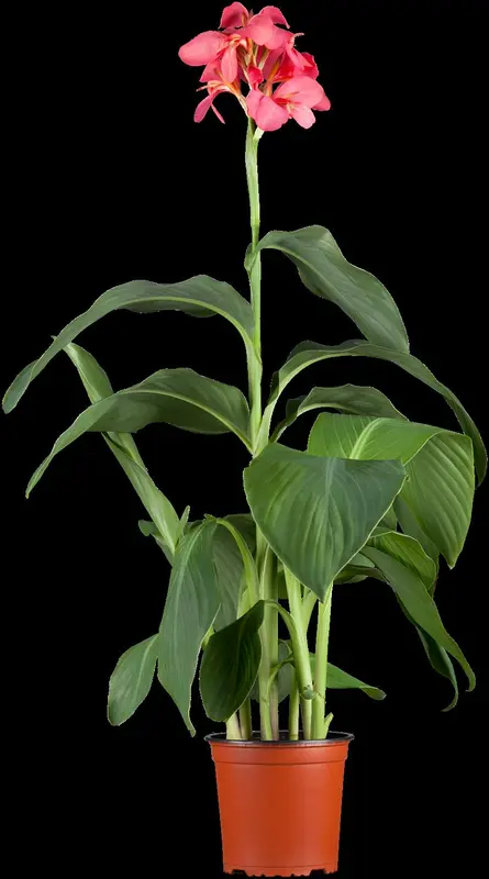 Canna - afbeelding 2