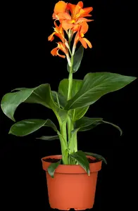 Canna - afbeelding 4