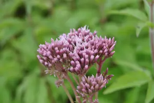 cannabinum - afbeelding 10