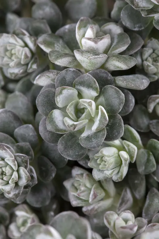 sedum spath. 'cape blanco' P9 - afbeelding 2