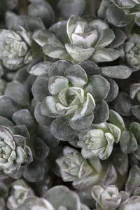 sedum spath. 'cape blanco' P9 - afbeelding 2