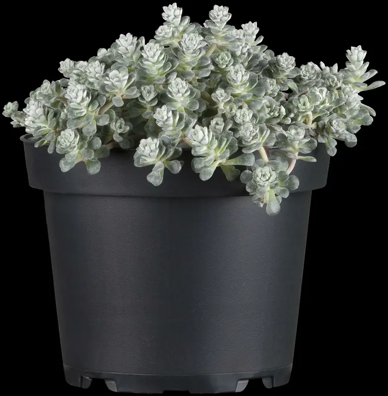 sedum spath. 'cape blanco' P9 - afbeelding 3