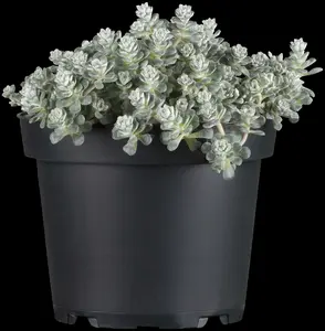 sedum spath. 'cape blanco' P9 - afbeelding 3