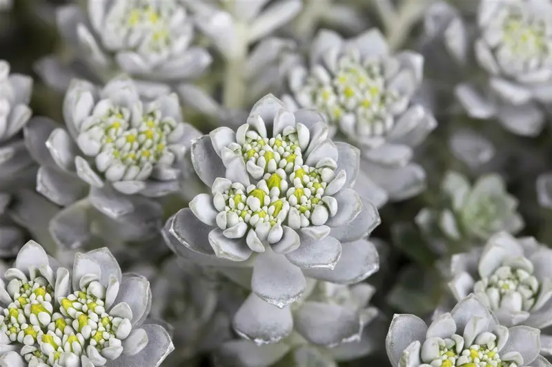 sedum spath. 'cape blanco' P9 - afbeelding 4