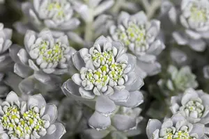 sedum spath. 'cape blanco' P9 - afbeelding 4