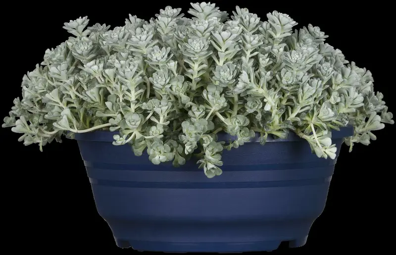 sedum spath. 'cape blanco' P9 - afbeelding 1