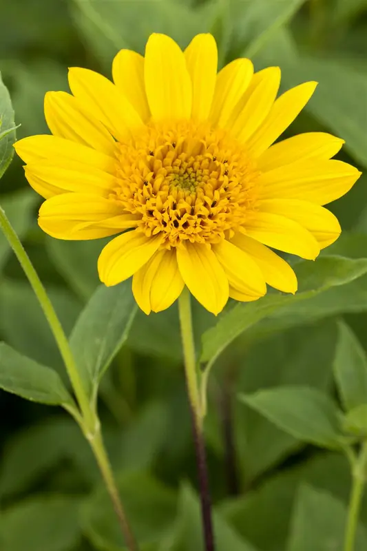 helianthus decap. 'capenoch star' P9 - afbeelding 1