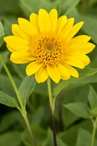 helianthus decap. 'capenoch star' P9 - afbeelding 5