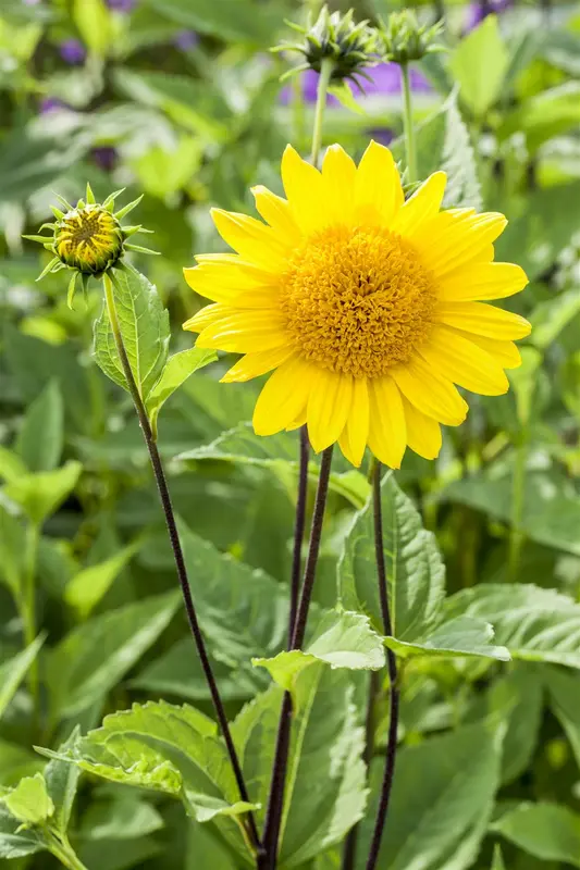 helianthus decap. 'capenoch star' P9 - afbeelding 3