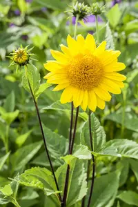 helianthus decap. 'capenoch star' P9 - afbeelding 3