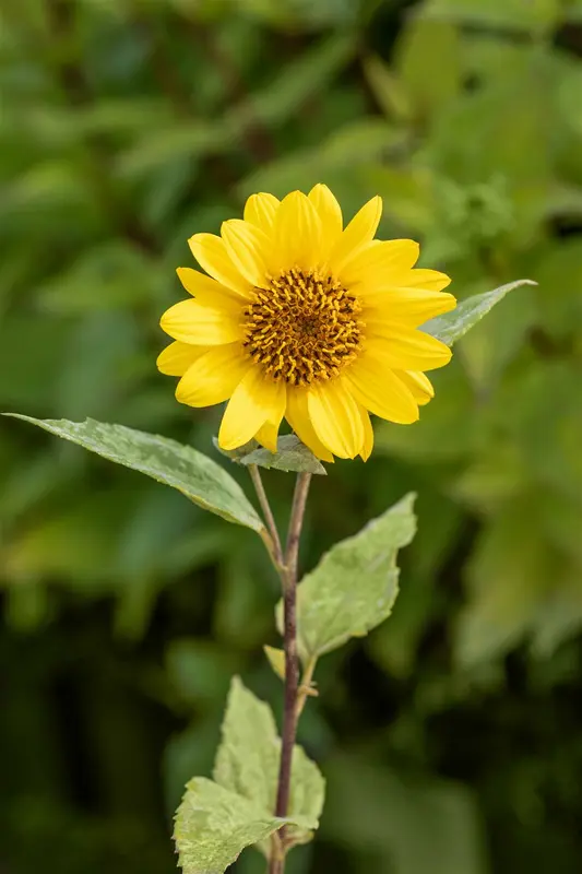 helianthus decap. 'capenoch star' P9 - afbeelding 5