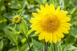 helianthus decap. 'capenoch star' P9 - afbeelding 2