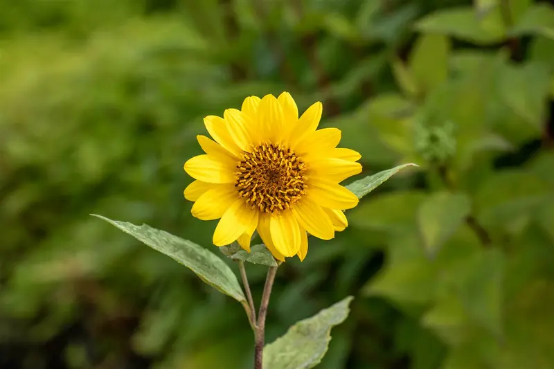 helianthus decap. 'capenoch star' P9 - afbeelding 4