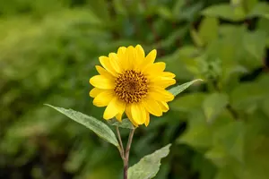 helianthus decap. 'capenoch star' P9 - afbeelding 4