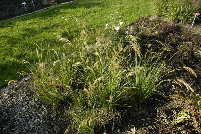 stipa capillata P9